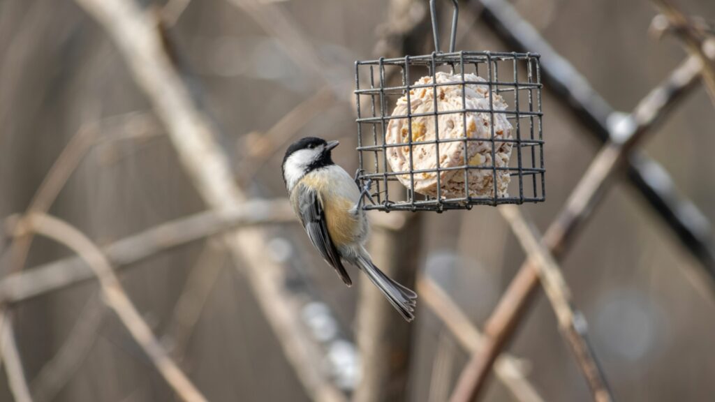 Suet Feeding - Best Foods for Chickadees