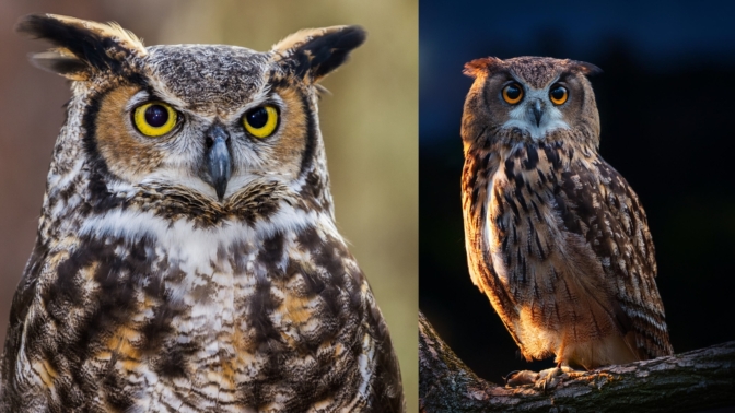 Complete Owl Identification Guide Species, Behaviour, and Global
