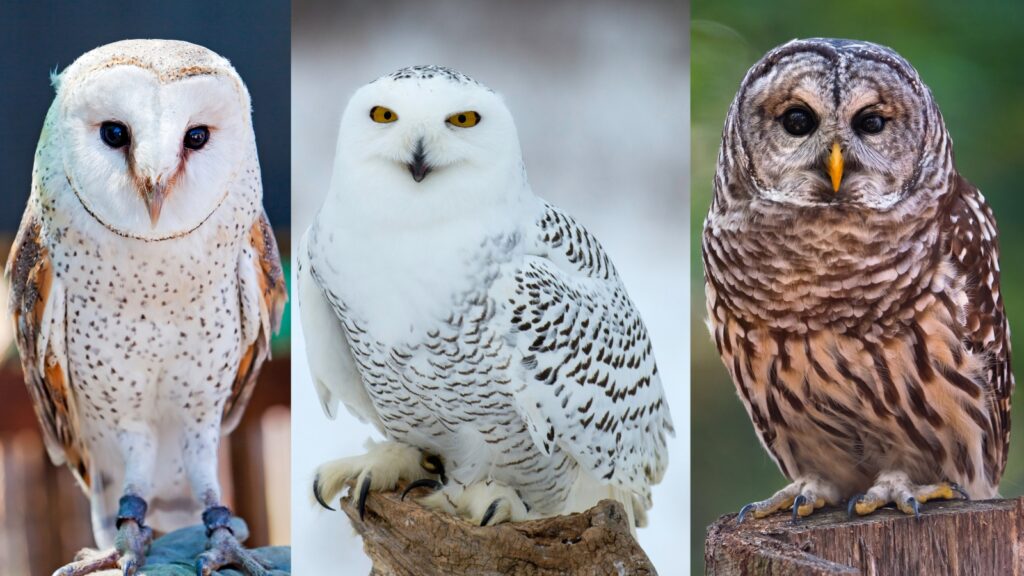 Diverse owl species from around the world showing distinctive facial features