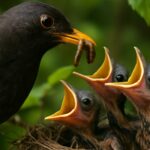 Parent blackbird feeding worms to hungry nestlings in nest