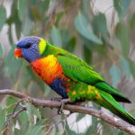 Rainbow Lorikeet: Complete Species Guide on Behaviour, Diet, Habitat and Care