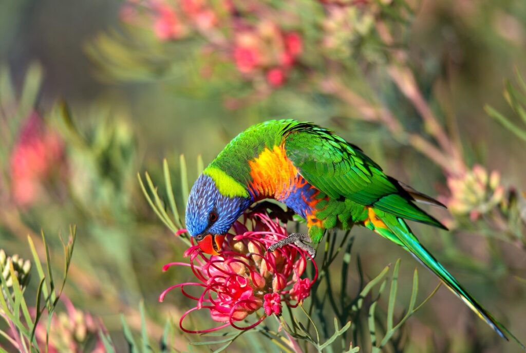 What Do Rainbow Lorikeets Eat? Diet and Feeding Behaviour