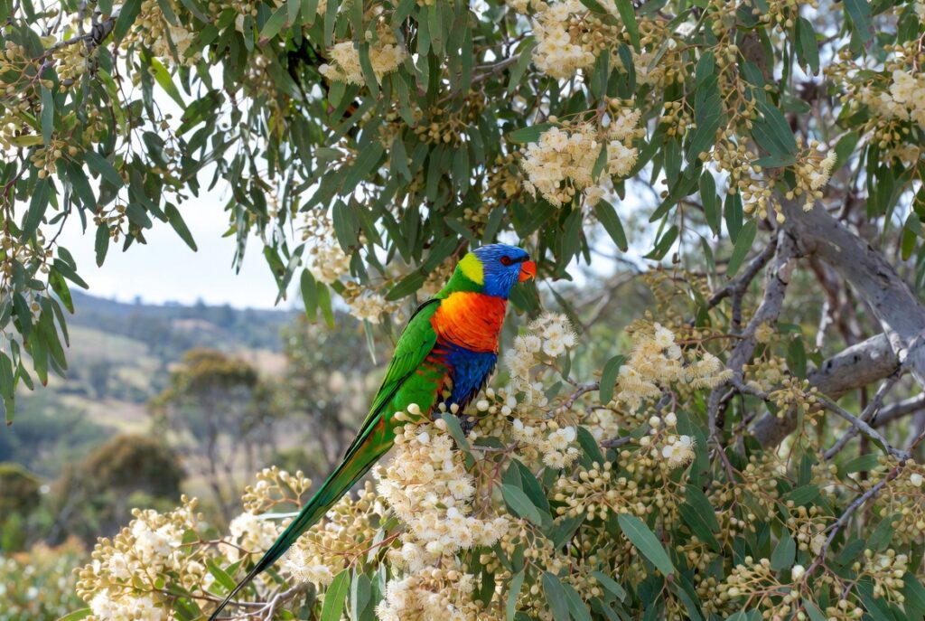Where Do Rainbow Lorikeets Live? Habitat and Distribution