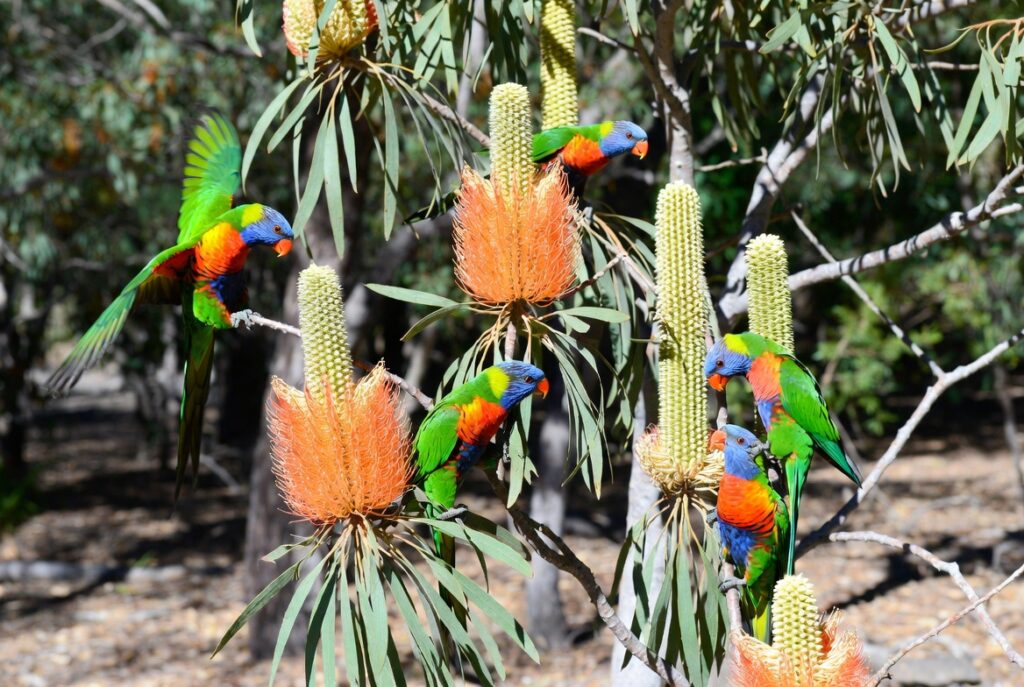 Rainbow Lorikeet Behaviour and Social Structure