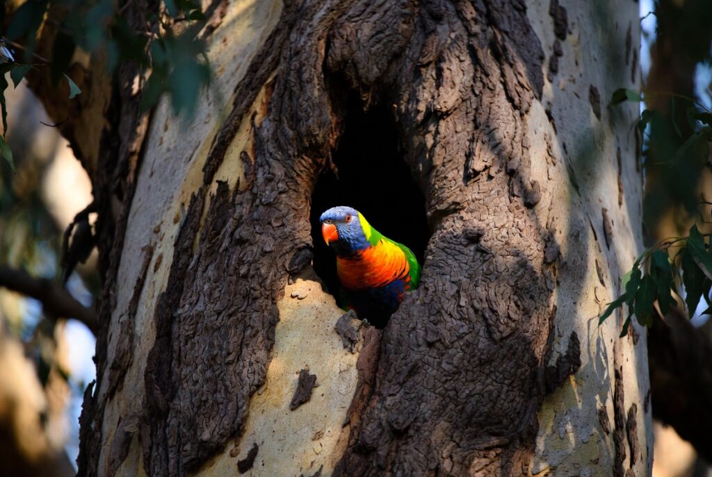 Rainbow Lorikeet Breeding and Nesting