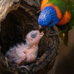 baby rainbow lorikeet care guide