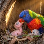 rainbow lorikeet breeding season