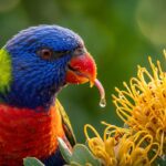 rainbow lorikeets eat nectar pollen
