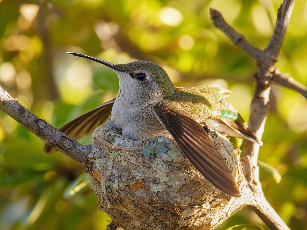 Female hummingbird sitting on her nest, brooding her chicks with wings slightly spread