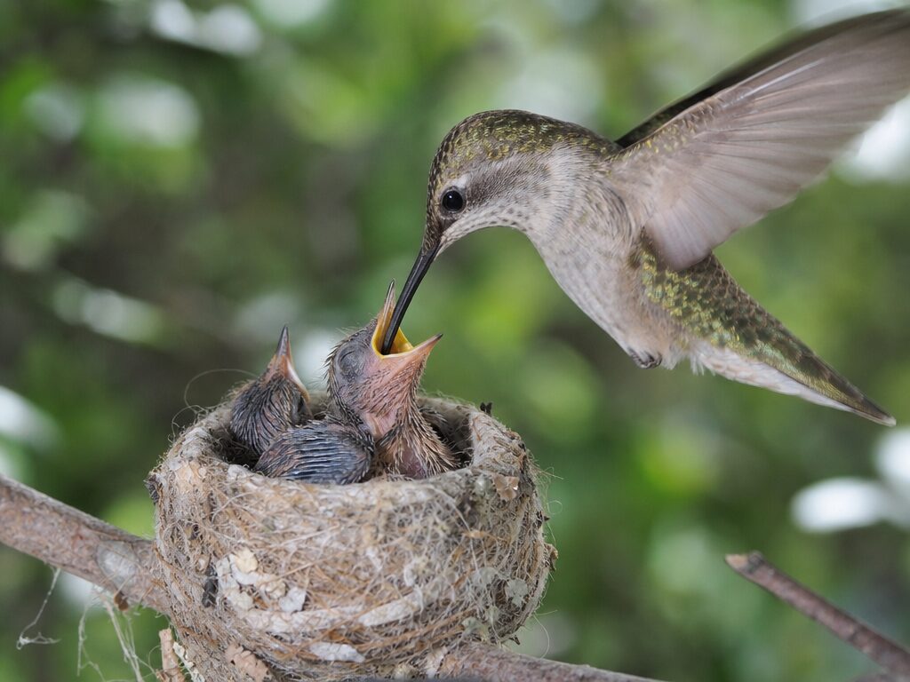 Mother hummingbird inserting her long bill into a baby chick’s mouth to feed it regurgitated food