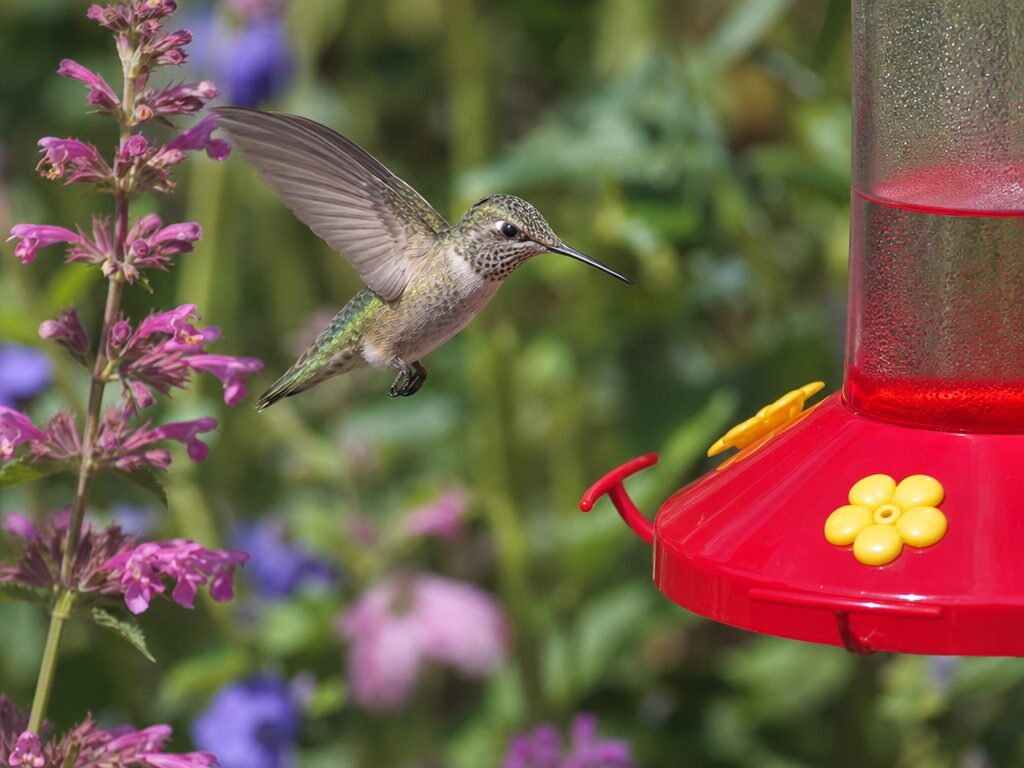 Young hummingbird fledgling hovering near a backyard feeder and flowers while learning to feed